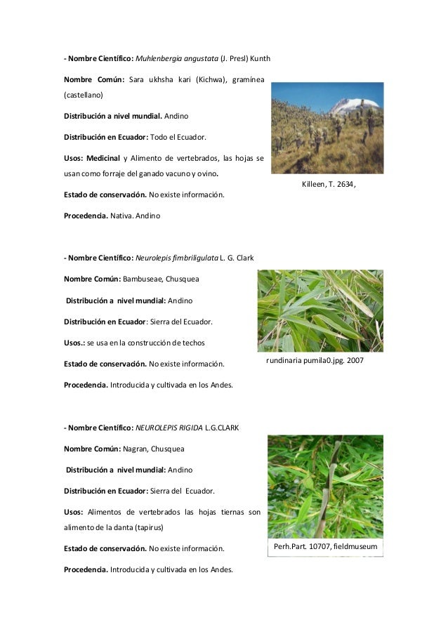Familia Poaceae