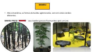 BAMBU
• Alta e dramática, as formas de bambu aglomerados, vem em várias versões
diferentes.
BAMBU PRETO seus bastões grossos ficam pretos após um ano.
 