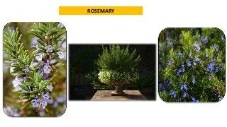 ROSEMARY
 