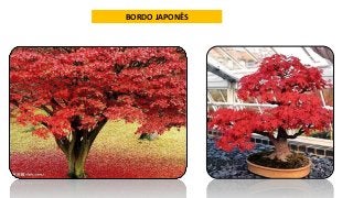 BORDO JAPONÊS
 