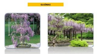 GLICÍNIAS
 