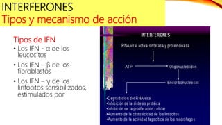 Tipos de IFN
• Los IFN - α de los
leucocitos
• Los IFN – β de los
fibroblastos
• Los IFN – γ de los
linfocitos sensibilizados,
estimulados por
INTERFERONES
Tipos y mecanismo de acción
 