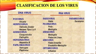 CLASIFICACION DE LOS VIRUS
 