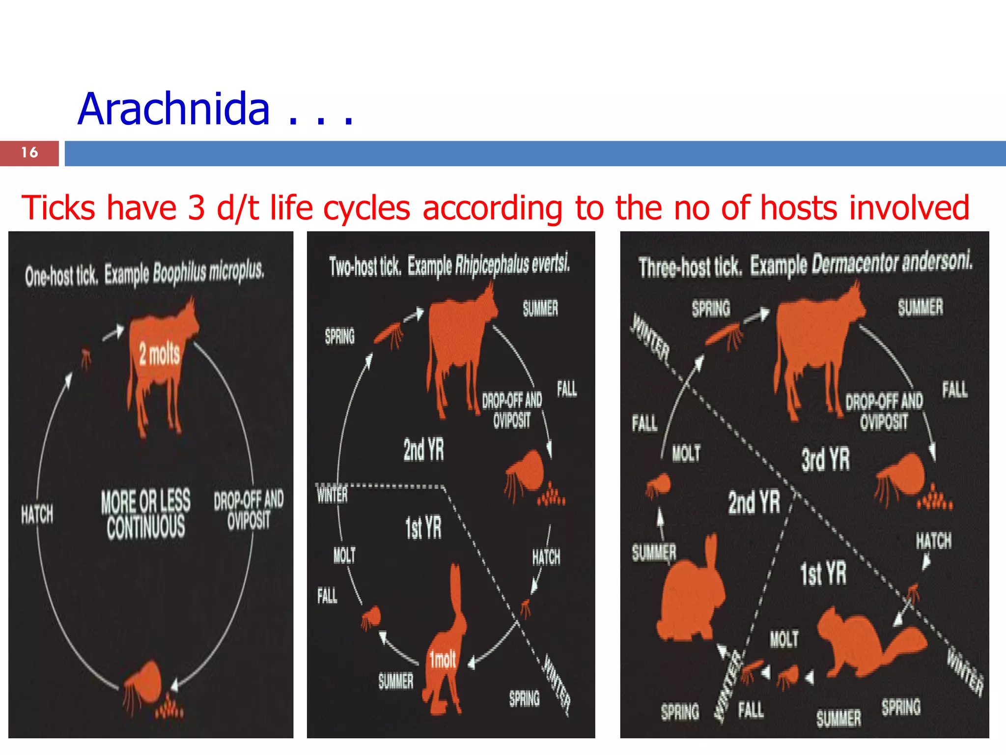 Arachnida . . .
16
Ticks have 3 d/t life cycles according to the no of hosts involved
 