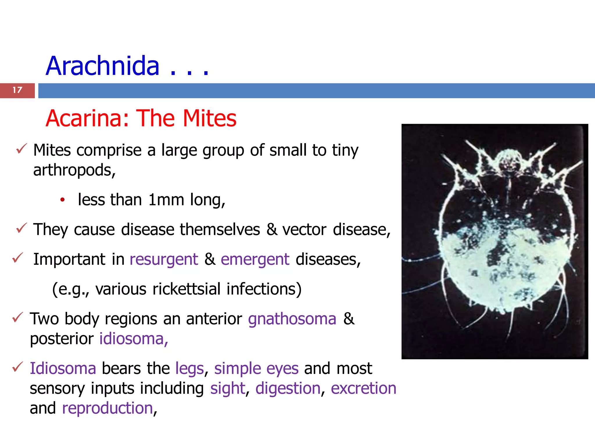Arachnida . . .
 Mites comprise a large group of small to tiny
arthropods,
• less than 1mm long,
 They cause disease themselves & vector disease,
 Important in resurgent & emergent diseases,
(e.g., various rickettsial infections)
 Two body regions an anterior gnathosoma &
posterior idiosoma,
 Idiosoma bears the legs, simple eyes and most
sensory inputs including sight, digestion, excretion
and reproduction,
17
Acarina: The Mites
 