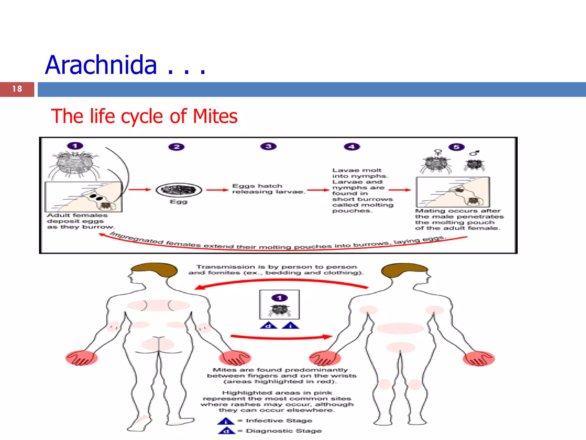 Arachnida . . .
18
The life cycle of Mites
 