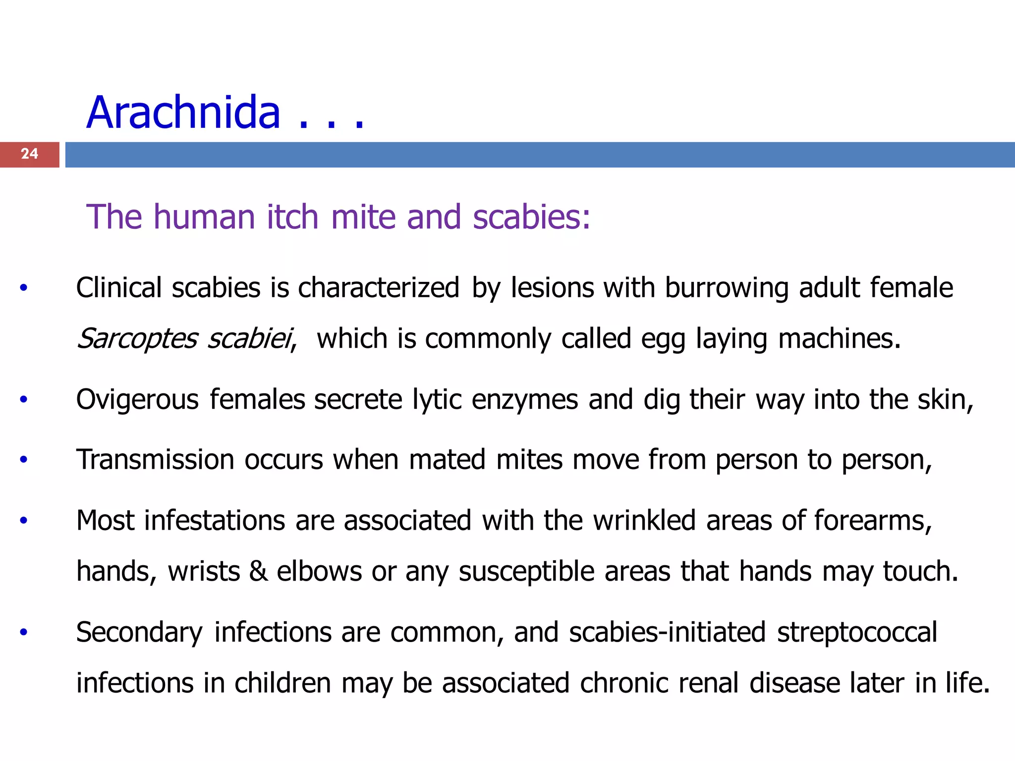 Arachnida . . .
• Clinical scabies is characterized by lesions with burrowing adult female
Sarcoptes scabiei, which is commonly called egg laying machines.
• Ovigerous females secrete lytic enzymes and dig their way into the skin,
• Transmission occurs when mated mites move from person to person,
• Most infestations are associated with the wrinkled areas of forearms,
hands, wrists & elbows or any susceptible areas that hands may touch.
• Secondary infections are common, and scabies-initiated streptococcal
infections in children may be associated chronic renal disease later in life.
24
The human itch mite and scabies:
 