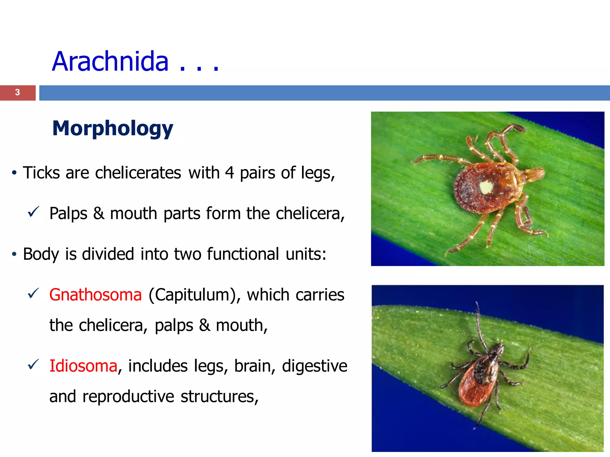 Arachnida . . .
3
• Ticks are chelicerates with 4 pairs of legs,
 Palps & mouth parts form the chelicera,
• Body is divided into two functional units:
 Gnathosoma (Capitulum), which carries
the chelicera, palps & mouth,
 Idiosoma, includes legs, brain, digestive
and reproductive structures,
Morphology
 