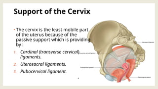 Cervis Support F.I.G.O.pptx female reproductive system pptx | PPTX