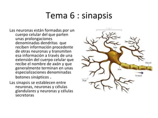 Tema 6 : sinapsis
Las neuronas están formadas por un
   cuerpo celular del que parten
   unas prolongaciones
   denominadas dendritas que
   reciben información procedente
   de otras neuronas y transmiten
   esa información a través de una
   extensión del cuerpo celular que
   recibe el nombre de axón y que
   generalmente terminan en unas
   especializaciones denominadas
   botones sinápticos .
Las sinapsis se establecen entre
   neuronas, neuronas y células
   glandulares y neuronas y células
   secretoras
 