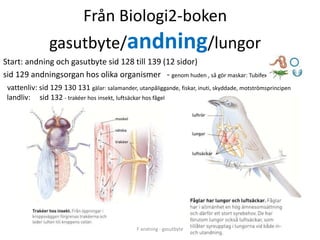 F -andning-lunga-och-cirkulation-hjarta-tror-jag--gasutbyte-daniel ...