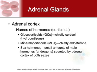 Adrenal Glands

• Adrenal cortex
  – Names of hormones (corticoids)
    • Glucocorticoids (GCs)—chiefly cortisol
      (hydrocortisone)
    • Mineralocorticoids (MCs)—chiefly aldosterone
    • Sex hormones—small amounts of male
      hormones (androgens) secreted by adrenal
      cortex of both sexes



    Mosby items and derived items © 2010, 2006, 2002, 1997, 1992 by Mosby, Inc., an affiliate of Elsevier Inc.
 