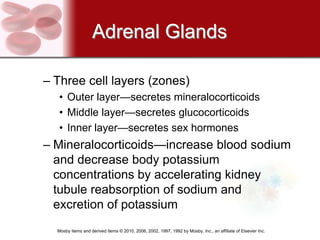 Adrenal Glands

– Three cell layers (zones)
  • Outer layer—secretes mineralocorticoids
  • Middle layer—secretes glucocorticoids
  • Inner layer—secretes sex hormones
– Mineralocorticoids—increase blood sodium
  and decrease body potassium
  concentrations by accelerating kidney
  tubule reabsorption of sodium and
  excretion of potassium
  Mosby items and derived items © 2010, 2006, 2002, 1997, 1992 by Mosby, Inc., an affiliate of Elsevier Inc.
 