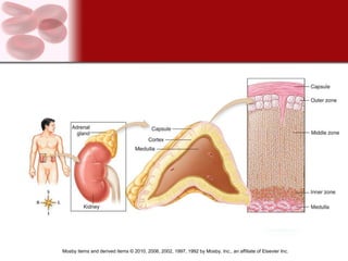 Mosby items and derived items © 2010, 2006, 2002, 1997, 1992 by Mosby, Inc., an affiliate of Elsevier Inc.
 