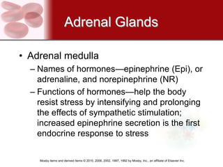 Adrenal Glands

• Adrenal medulla
  – Names of hormones—epinephrine (Epi), or
    adrenaline, and norepinephrine (NR)
  – Functions of hormones—help the body
    resist stress by intensifying and prolonging
    the effects of sympathetic stimulation;
    increased epinephrine secretion is the first
    endocrine response to stress

    Mosby items and derived items © 2010, 2006, 2002, 1997, 1992 by Mosby, Inc., an affiliate of Elsevier Inc.
 