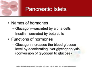 Pancreatic Islets

• Names of hormones
  – Glucagon—secreted by alpha cells
  – Insulin—secreted by beta cells
• Functions of hormones
  – Glucagon increases the blood glucose
    level by accelerating liver glycogenolysis
    (conversion of glycogen to glucose)


    Mosby items and derived items © 2010, 2006, 2002, 1997, 1992 by Mosby, Inc., an affiliate of Elsevier Inc.
 