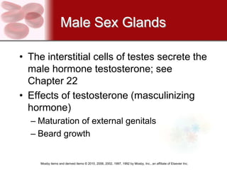 Male Sex Glands

• The interstitial cells of testes secrete the
  male hormone testosterone; see
  Chapter 22
• Effects of testosterone (masculinizing
  hormone)
  – Maturation of external genitals
  – Beard growth


     Mosby items and derived items © 2010, 2006, 2002, 1997, 1992 by Mosby, Inc., an affiliate of Elsevier Inc.
 