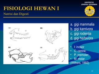 FISIOLOGI HEWAN I Nutrisi dan Digesti  gigi mammalia  gigi karnivora  gigi rodentia  gigi herbivora  I: incisor C: canine;  P: premolar;  M: molar  (Withers, 1992).  UNIVERSITAS JENDERAL SOEDIRMAN 