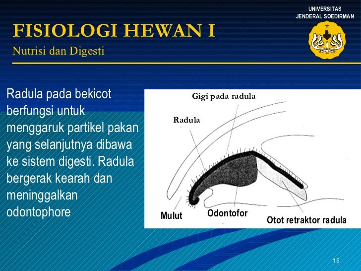  Fisiologi  Hewan 