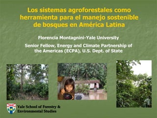 Los sistemas agroforestales como
 herramienta para el manejo sostenible
     de bosques en América Latina

            Florencia Montagnini-Yale University
    Senior Fellow, Energy and Climate Partnership of
        the Americas (ECPA), U.S. Dept. of State




Yale School of Forestry &
Environmental Studies
 