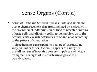 Sense Organs (Cont’d)
• Sense of Taste and Smell in humans: taste and smell are
  due to chemoreceptors that are stimulated by molecules in
  the environment. After molecules bind to receptor proteins
  of taste cells and olfactory cells, nerve impulses go to the
  cerebral cortex which determines taste and odor according
  to the pattern of stimulation.
  ---since humans can respond to a range of sweet, sour,
  salty and bitter tastes, the brain appears to survey the
  overall pattern of incoming sensory impulses and takes a
  “weighted average” of their taste messages as the
  perceived taste.
 