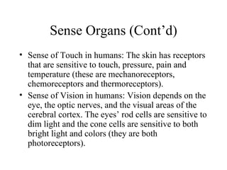 Sense Organs (Cont’d)
• Sense of Touch in humans: The skin has receptors
  that are sensitive to touch, pressure, pain and
  temperature (these are mechanoreceptors,
  chemoreceptors and thermoreceptors).
• Sense of Vision in humans: Vision depends on the
  eye, the optic nerves, and the visual areas of the
  cerebral cortex. The eyes’ rod cells are sensitive to
  dim light and the cone cells are sensitive to both
  bright light and colors (they are both
  photoreceptors).
 
