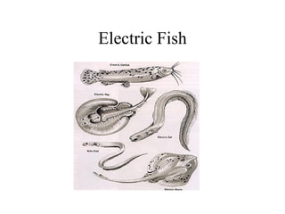 Electric Fish
 