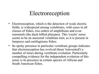 Electroreception
• Electroreception, which is the detection of weak electric
  fields, is widespread among vertebrates, with cases in all
  classes of fishes, two orders of amphibians and even
  mammals (the duck-billed platypus). This 'exotic' sense
  seems to be an ancestral vertebrate trait, as it is present in
  lampreys and cartilaginous fishes.
• Its spotty presence in particular vertebrate groups indicates
  that electroreception has evolved (been 'reinvented') a
  number of times during vertebrate evolution. Particularly
  compelling evidence for the independent evolution of this
  sense is its presence in certain species of African and
  South American fishes.
 