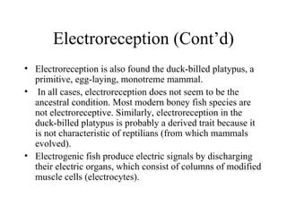 Electroreception (Cont’d)
• Electroreception is also found the duck-billed platypus, a
  primitive, egg-laying, monotreme mammal.
• In all cases, electroreception does not seem to be the
  ancestral condition. Most modern boney fish species are
  not electroreceptive. Similarly, electroreception in the
  duck-billed platypus is probably a derived trait because it
  is not characteristic of reptilians (from which mammals
  evolved).
• Electrogenic fish produce electric signals by discharging
  their electric organs, which consist of columns of modified
  muscle cells (electrocytes).
 