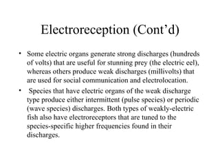 Electroreception (Cont’d)
• Some electric organs generate strong discharges (hundreds
  of volts) that are useful for stunning prey (the electric eel),
  whereas others produce weak discharges (millivolts) that
  are used for social communication and electrolocation.
• Species that have electric organs of the weak discharge
  type produce either intermittent (pulse species) or periodic
  (wave species) discharges. Both types of weakly-electric
  fish also have electroreceptors that are tuned to the
  species-specific higher frequencies found in their
  discharges.
 