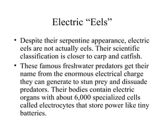 Electric “Eels”
• Despite their serpentine appearance, electric
  eels are not actually eels. Their scientific
  classification is closer to carp and catfish.
• These famous freshwater predators get their
  name from the enormous electrical charge
  they can generate to stun prey and dissuade
  predators. Their bodies contain electric
  organs with about 6,000 specialized cells
  called electrocytes that store power like tiny
  batteries.
 