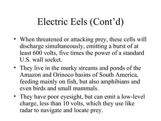 Electric Eels (Cont’d)
• When threatened or attacking prey, these cells will
  discharge simultaneously, emitting a burst of at
  least 600 volts, five times the power of a standard
  U.S. wall socket.
• They live in the murky streams and ponds of the
  Amazon and Orinoco basins of South America,
  feeding mainly on fish, but also amphibians and
  even birds and small mammals.
• They have poor eyesight, but can emit a low-level
  charge, less than 10 volts, which they use like
  radar to navigate and locate prey.
 