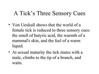 A Tick’s Three Sensory Cues
• Von Uexkull shows that the world of a
  female tick is reduced to three sensory cues:
  the smell of butyric acid, the warmth of a
  mammal's skin, and the feel of a warm
  liquid.
• At sexual maturity the tick mates with a
  male, climbs to the tip of a branch, and
  waits.
 