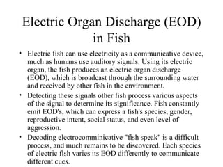 Electric Organ Discharge (EOD)
             in Fish
• Electric fish can use electricity as a communicative device,
  much as humans use auditory signals. Using its electric
  organ, the fish produces an electric organ discharge
  (EOD), which is broadcast through the surrounding water
  and received by other fish in the environment.
• Detecting these signals other fish process various aspects
  of the signal to determine its significance. Fish constantly
  emit EOD's, which can express a fish's species, gender,
  reproductive intent, social status, and even level of
  aggression.
• Decoding electrocomminicative "fish speak" is a difficult
  process, and much remains to be discovered. Each species
  of electric fish varies its EOD differently to communicate
  different cues.
 