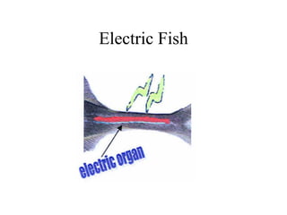Electric Fish
 