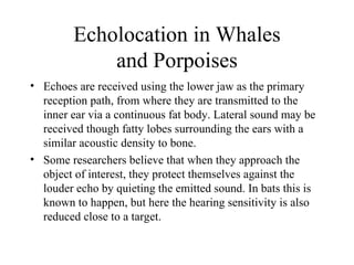 Echolocation in Whales
             and Porpoises
• Echoes are received using the lower jaw as the primary
  reception path, from where they are transmitted to the
  inner ear via a continuous fat body. Lateral sound may be
  received though fatty lobes surrounding the ears with a
  similar acoustic density to bone.
• Some researchers believe that when they approach the
  object of interest, they protect themselves against the
  louder echo by quieting the emitted sound. In bats this is
  known to happen, but here the hearing sensitivity is also
  reduced close to a target.
 