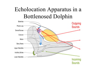 Echolocation Apparatus in a
   Bottlenosed Dolphin
 