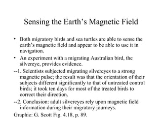 Sensing the Earth’s Magnetic Field
• Both migratory birds and sea turtles are able to sense the
   earth’s magnetic field and appear to be able to use it in
   navigation.
• An experiment with a migrating Australian bird, the
   silvereye, provides evidence.
--1. Scientists subjected migrating silvereyes to a strong
   magnetic pulse; the result was that the orientation of their
   subjects different significantly to that of untreated control
   birds; it took ten days for most of the treated birds to
   correct their direction.
--2. Conclusion: adult silvereyes rely upon magnetic field
   information during their migratory journeys.
Graphic: G. Scott Fig. 4.18, p. 89.
 