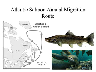 Atlantic Salmon Annual Migration
              Route
 
