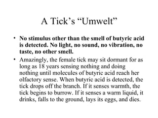 A Tick’s “Umwelt”
• No stimulus other than the smell of butyric acid
  is detected. No light, no sound, no vibration, no
  taste, no other smell.
• Amazingly, the female tick may sit dormant for as
  long as 18 years sensing nothing and doing
  nothing until molecules of butyric acid reach her
  olfactory sense. When butyric acid is detected, the
  tick drops off the branch. If it senses warmth, the
  tick begins to burrow. If it senses a warm liquid, it
  drinks, falls to the ground, lays its eggs, and dies.
 