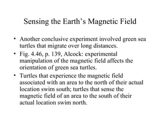 Sensing the Earth’s Magnetic Field

• Another conclusive experiment involved green sea
  turtles that migrate over long distances.
• Fig. 4.46, p. 139, Alcock: experimental
  manipulation of the magnetic field affects the
  orientation of green sea turtles.
• Turtles that experience the magnetic field
  associated with an area to the north of their actual
  location swim south; turtles that sense the
  magnetic field of an area to the south of their
  actual location swim north.
 
