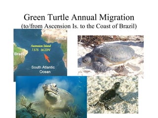 Green Turtle Annual Migration
(to/from Ascension Is. to the Coast of Brazil)
 