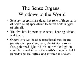The Sense Organs:
        Windows to the World
• Sensory receptors are dendrites (one of three parts
  of nerve cells) specialized to detect certain types
  of stimuli.
• The five best known: taste, smell, hearing, vision,
  and touch.
• Others involve: balance (rotational motion and
  gravity), temperature, pain, electricity in some
  fish, polarized light in birds, ultraviolet light in
  some birds and insects, the earth’s magnetic field
  in birds and sea turtles, and infrared in snakes.
 
