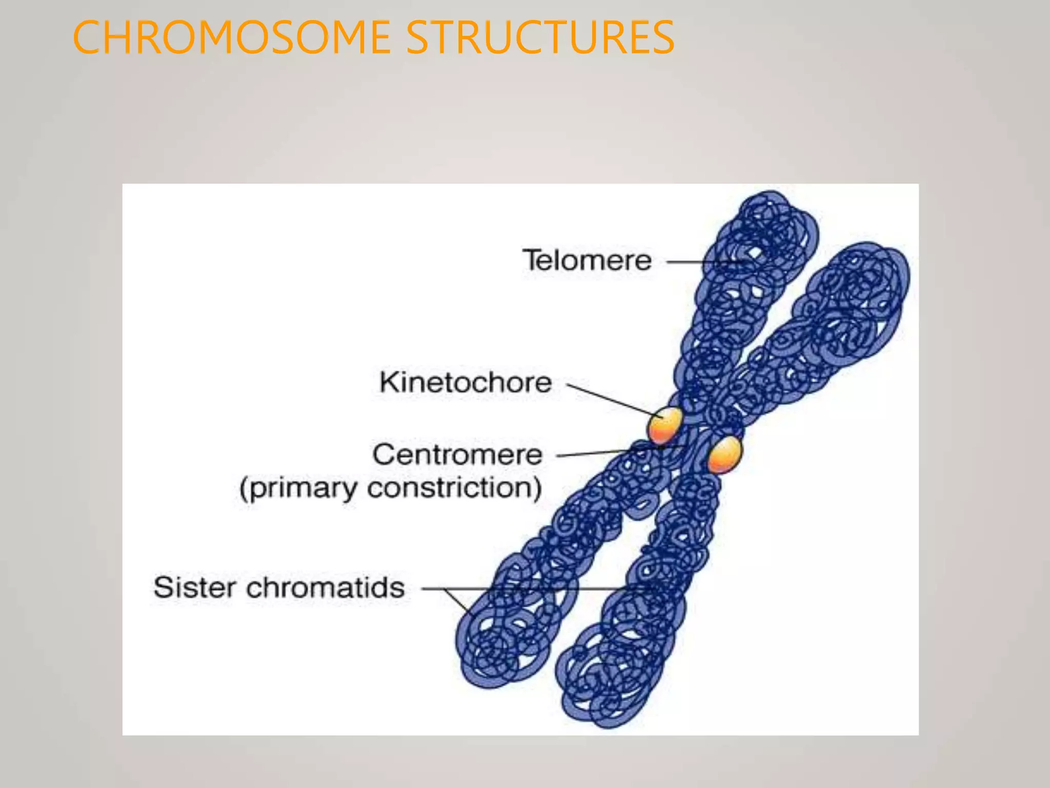 CHROMOSOME STRUCTURES
 