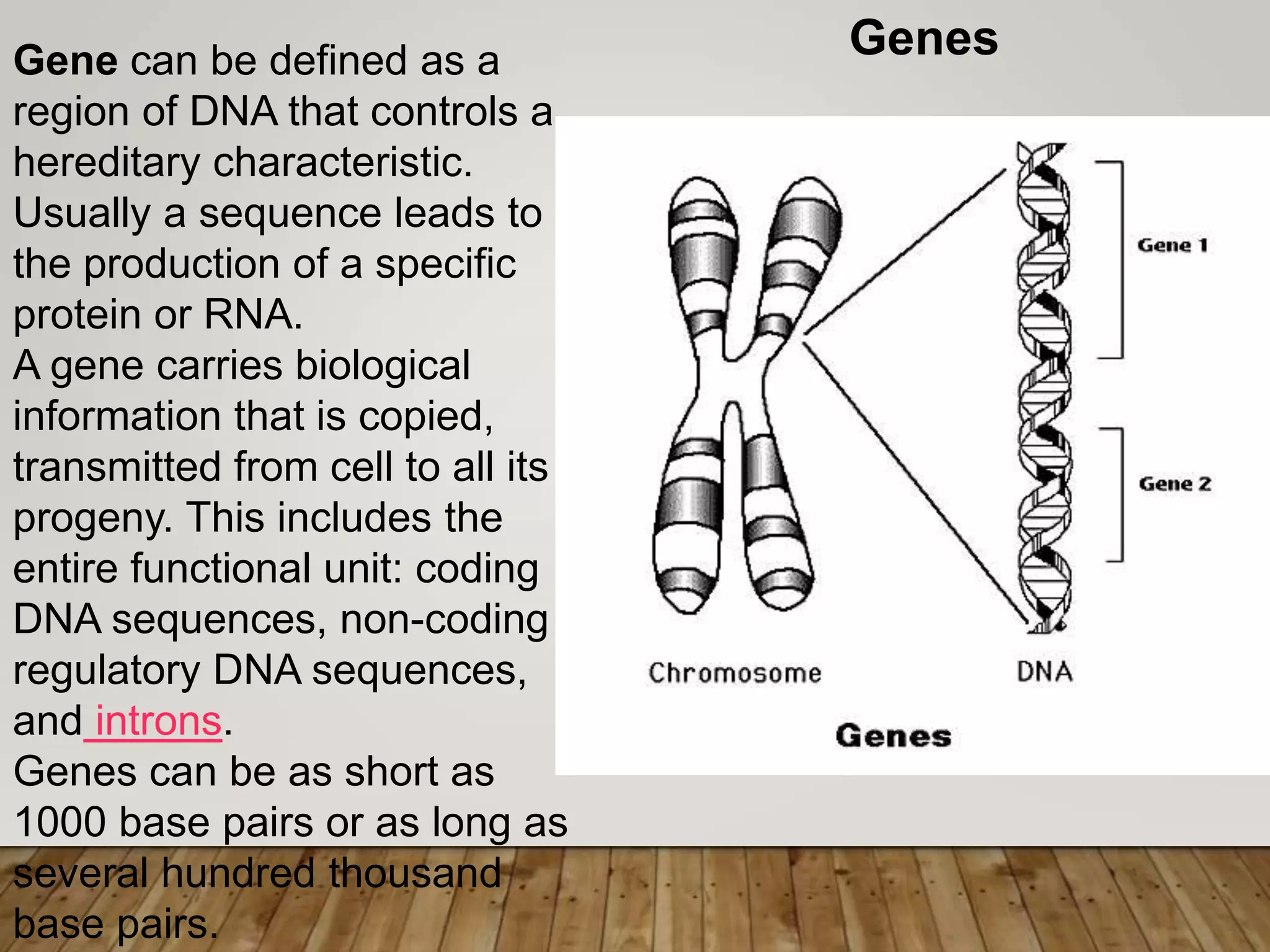Gene can be defined as a
region of DNA that controls a
hereditary characteristic.
Usually a sequence leads to
the production of a specific
protein or RNA.
A gene carries biological
information that is copied,
transmitted from cell to all its
progeny. This includes the
entire functional unit: coding
DNA sequences, non-coding
regulatory DNA sequences,
and introns.
Genes can be as short as
1000 base pairs or as long as
several hundred thousand
base pairs.
Genes
 