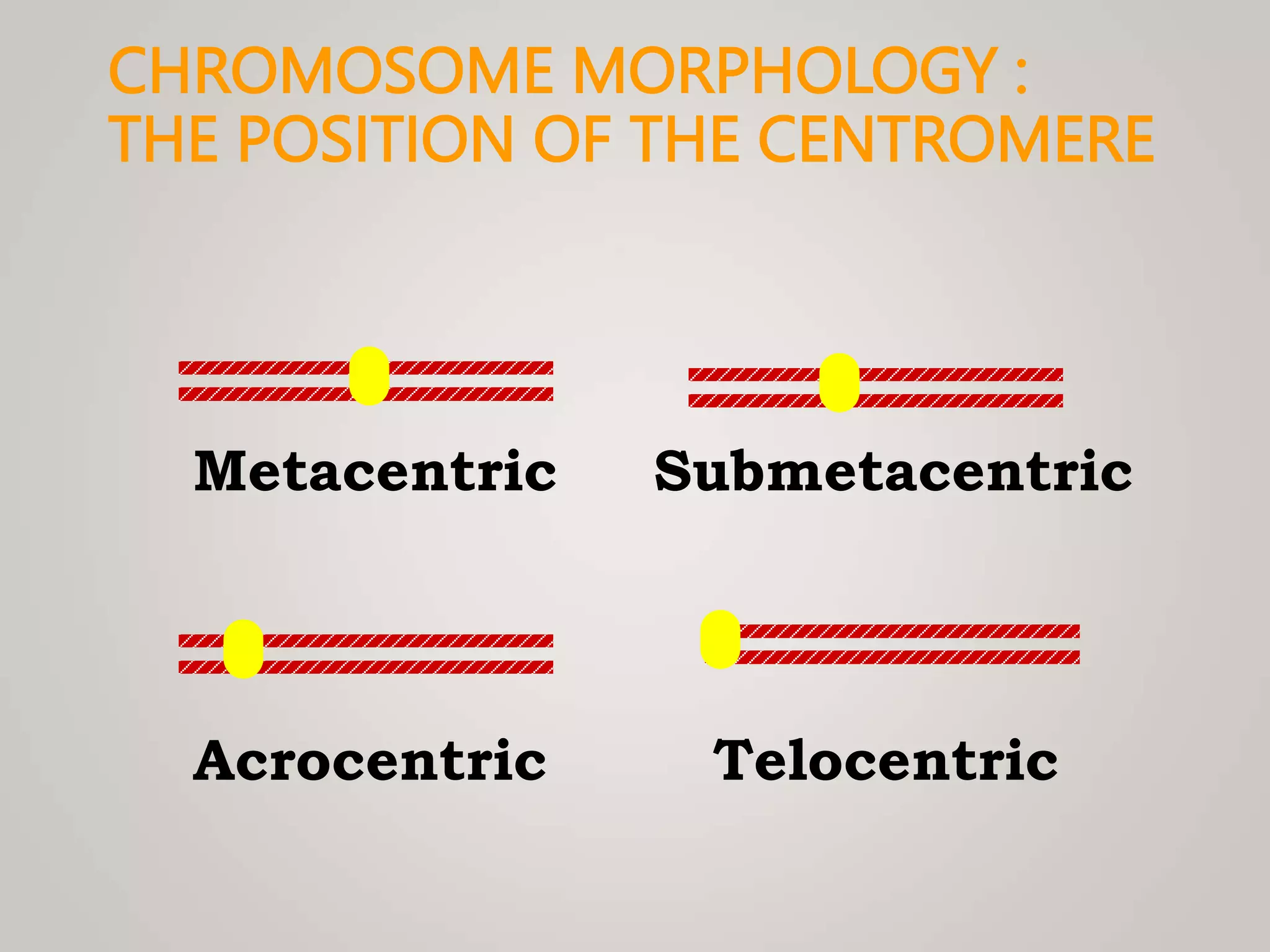 CHROMOSOME MORPHOLOGY :
THE POSITION OF THE CENTROMERE
Metacentric
Acrocentric Telocentric
Submetacentric
 