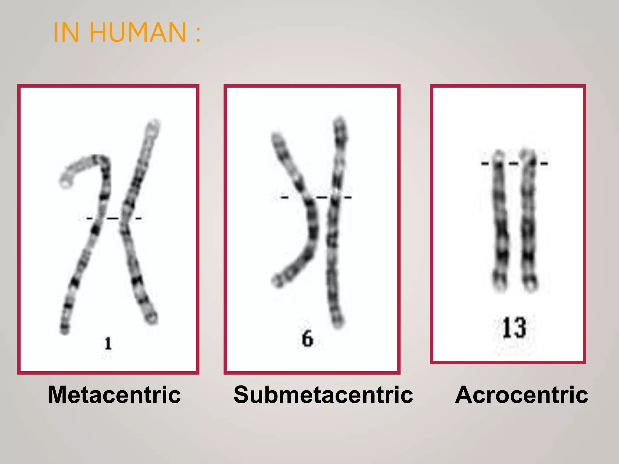 IN HUMAN :
Metacentric Submetacentric Acrocentric
 