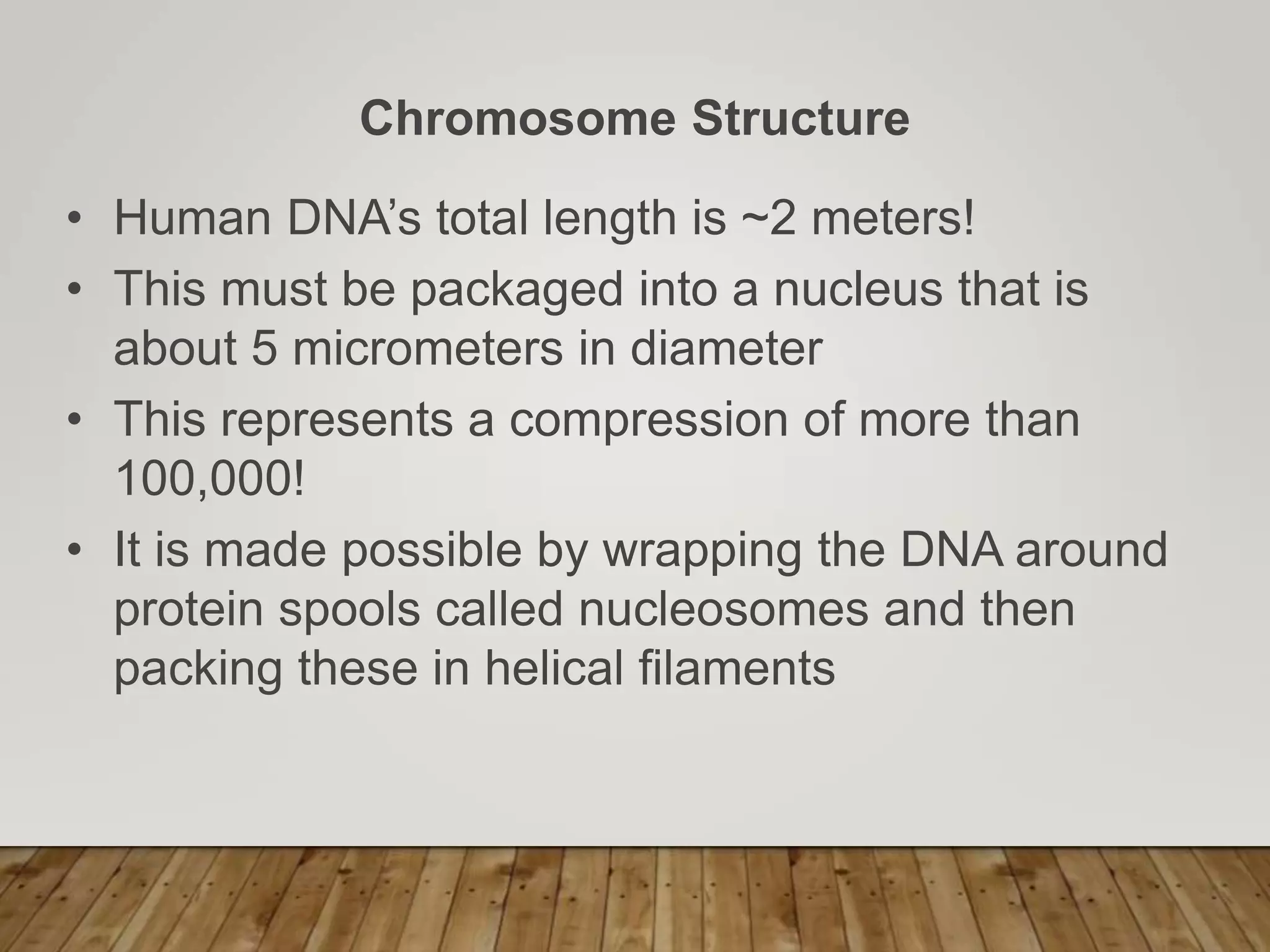 Chromosome Structure
• Human DNA’s total length is ~2 meters!
• This must be packaged into a nucleus that is
about 5 micrometers in diameter
• This represents a compression of more than
100,000!
• It is made possible by wrapping the DNA around
protein spools called nucleosomes and then
packing these in helical filaments
 