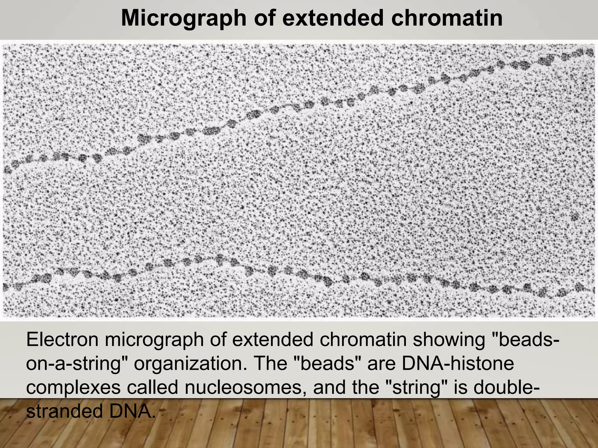 Electron micrograph of extended chromatin showing "beads-
on-a-string" organization. The "beads" are DNA-histone
complexes called nucleosomes, and the "string" is double-
stranded DNA.
Micrograph of extended chromatin
 