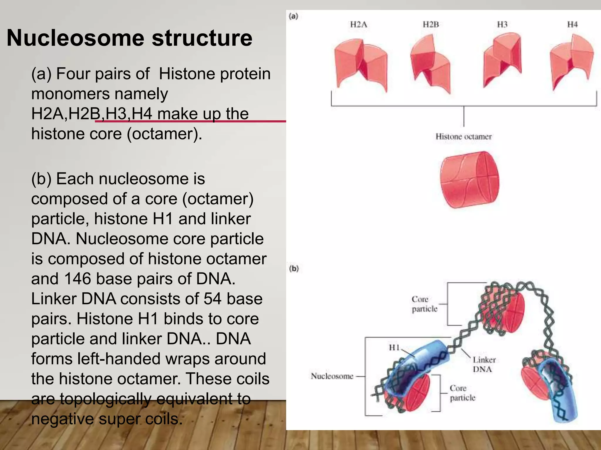 Nucleosome structure
(a) Four pairs of Histone protein
monomers namely
H2A,H2B,H3,H4 make up the
histone core (octamer).
(b) Each nucleosome is
composed of a core (octamer)
particle, histone H1 and linker
DNA. Nucleosome core particle
is composed of histone octamer
and 146 base pairs of DNA.
Linker DNA consists of 54 base
pairs. Histone H1 binds to core
particle and linker DNA.. DNA
forms left-handed wraps around
the histone octamer. These coils
are topologically equivalent to
negative super coils.
 